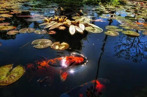 關於養魚的說說配圖「傷感」 _qq說說網