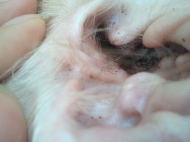 狗狗长耳螨的症状图片(狗狗的耳朵) - 赤虎壹号