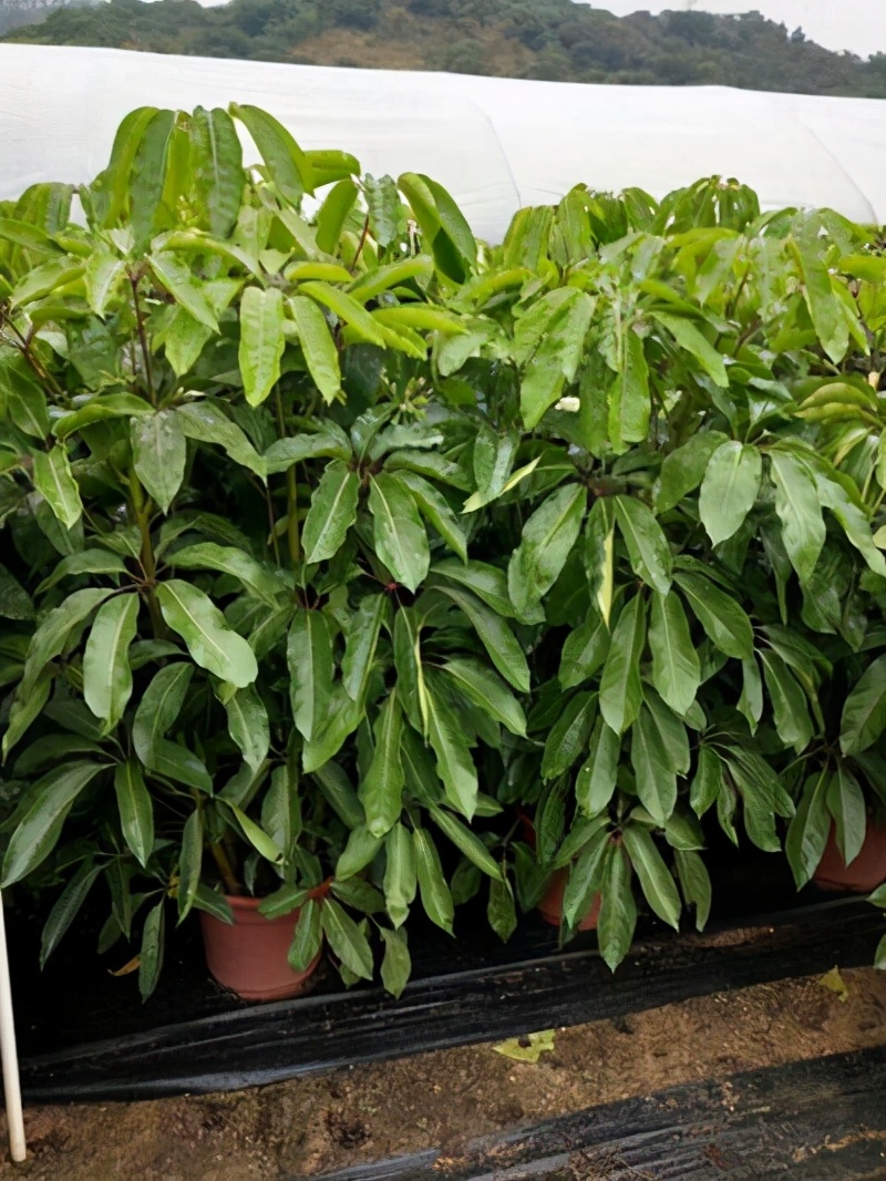 大叶伞的养殖方法(大叶伞种植方法)-第3张图片-科灵网