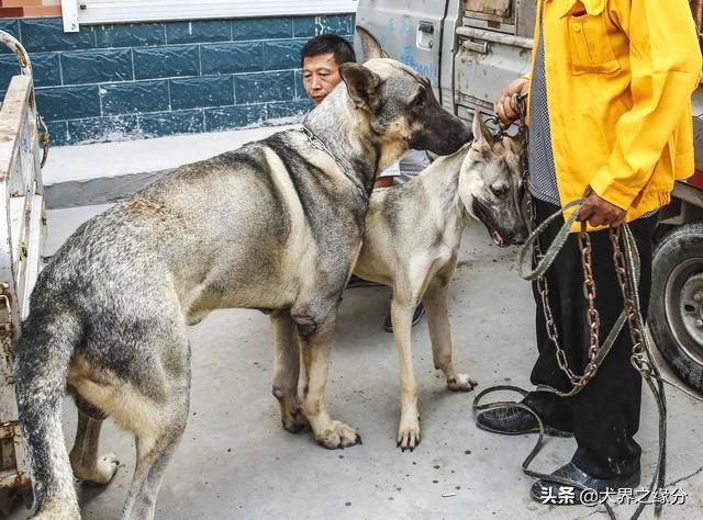 狼狗是什么品种（东北农村常见的4种大狼狗）