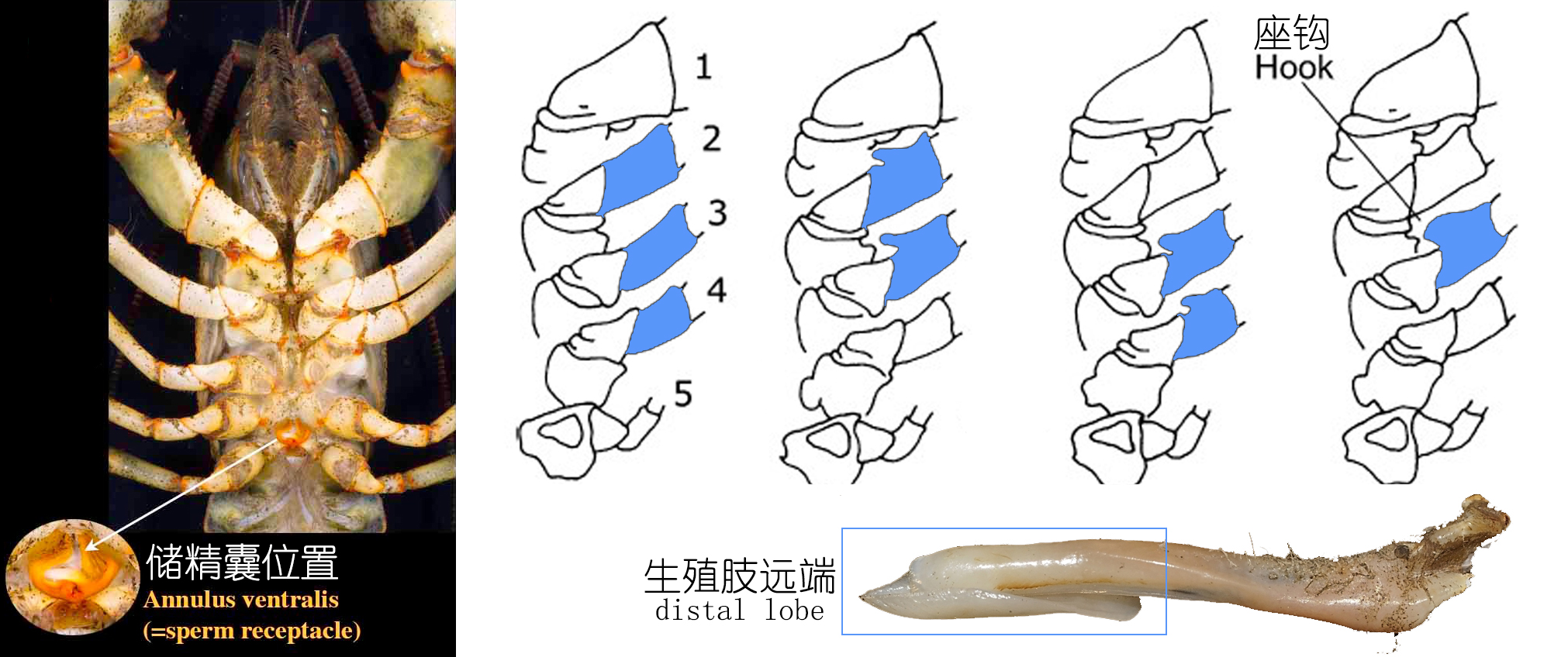 餐桌物种︱正确认识小龙虾（上）