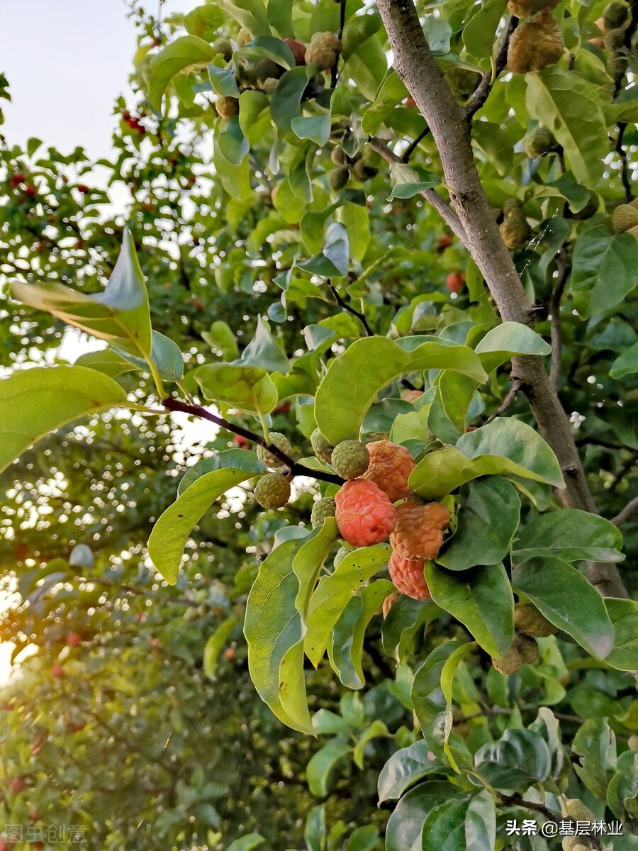 拓木树又叫什么树,柘木北方叫什么树