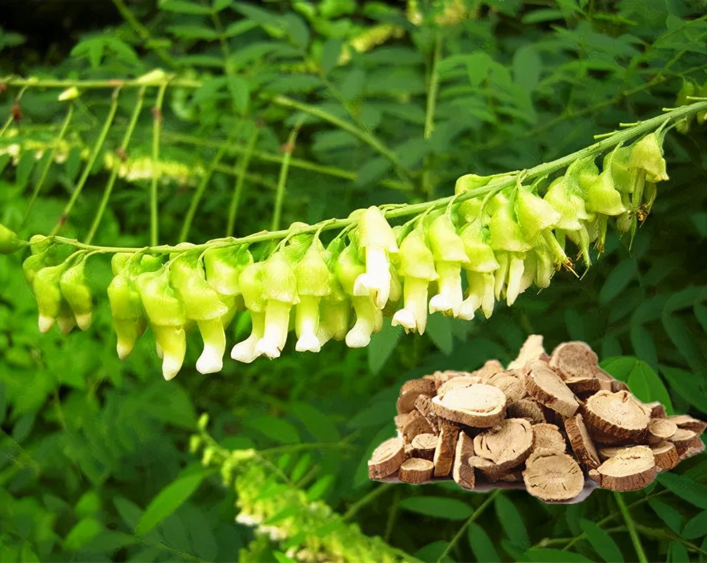 “中草药农药”是什么？浅析中国植物源农药发展概况