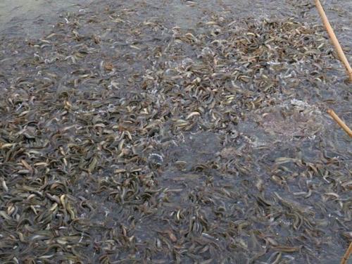 养殖泥鳅的利润、产量如何？养殖泥鳅需要什么条件，一文说清