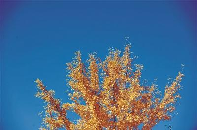 仅在每周六、周日开放！辽大最美银杏如何文明观赏快看这里……