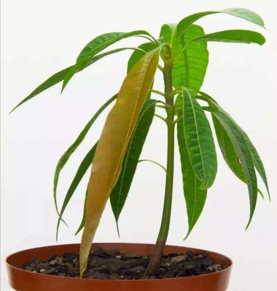 芒果种子盆栽种植方法(喜欢绿色小盆栽,一颗芒果种子就能种,方法也