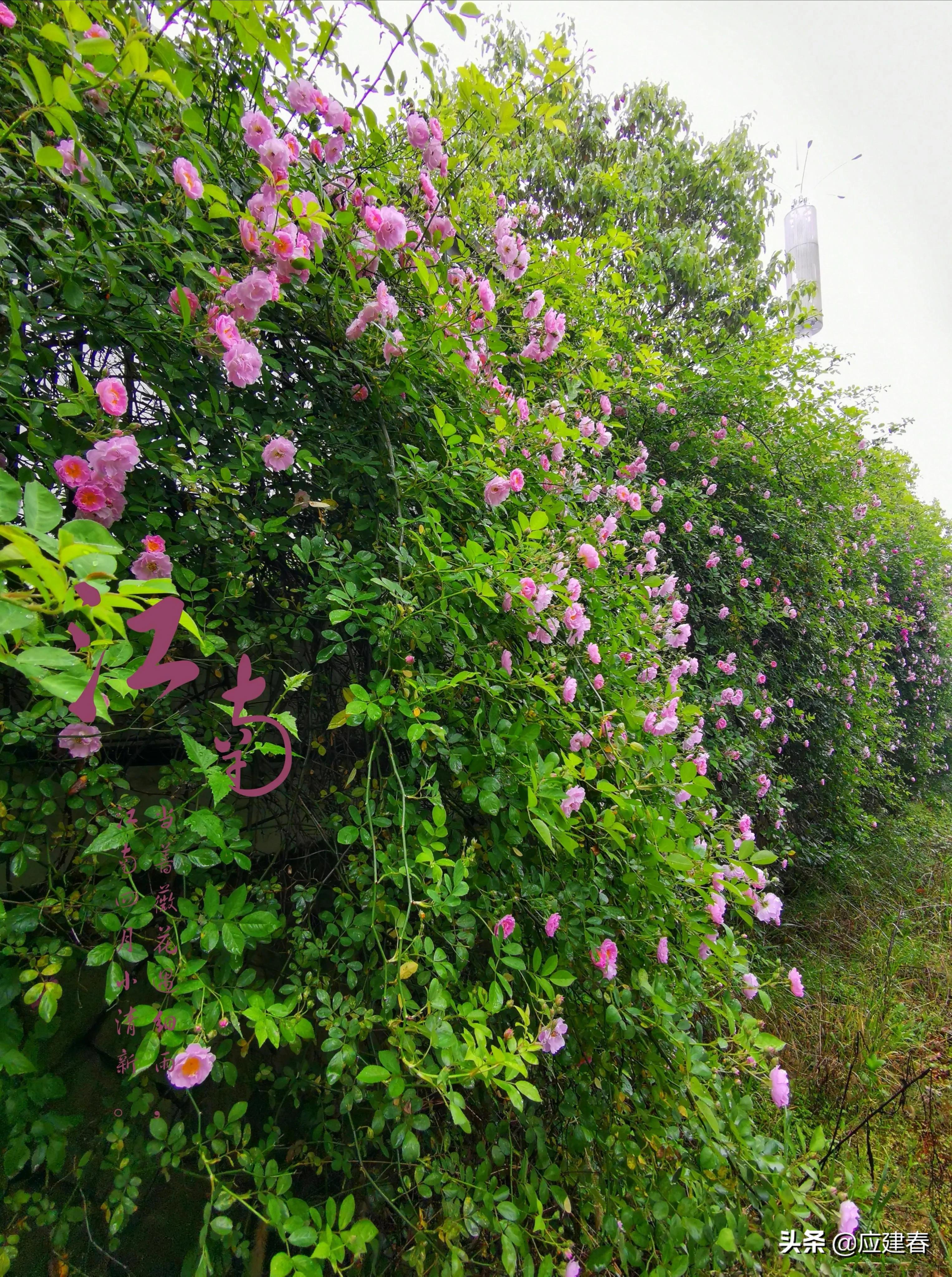 「散文」当蔷薇花遇细雨，江南四月小清新