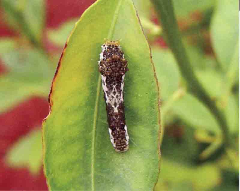 柑橘凤蝶的为害及防治