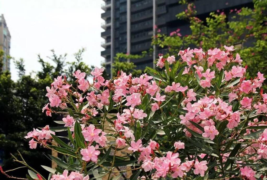 夹竹桃10片叶就可能要人命！为何还成为大城市“烂大街”的植物？