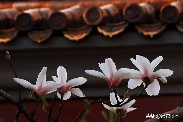 玉兰、紫玉兰、广玉兰、白兰花、木兰、望春、辛夷分别是什么花?