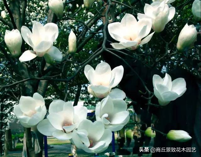 常绿乔木有哪些（70多种常用常绿乔木图例宝典）