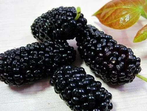 黑色的水果有哪些（长期食用黑色水果对身体好处多）