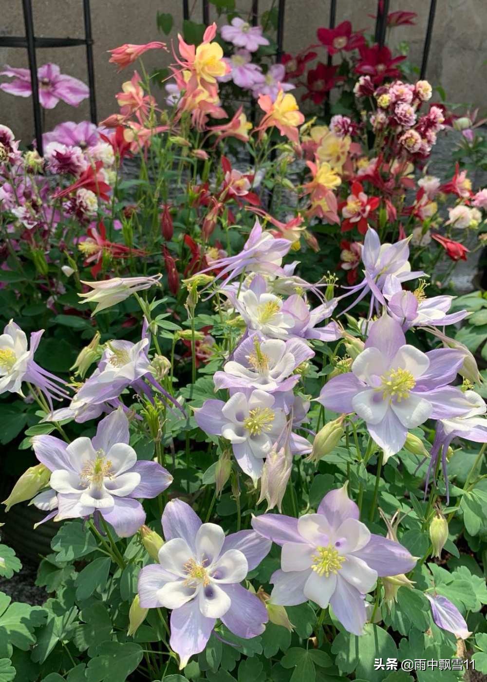 耧斗菜的养殖方法和注意事项(耧斗菜种子的种植方法和时间)-第6张图片