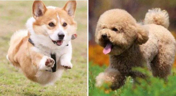 都是宠物犬，泰迪犬和柯基犬比较，谁更好饲养一目了然