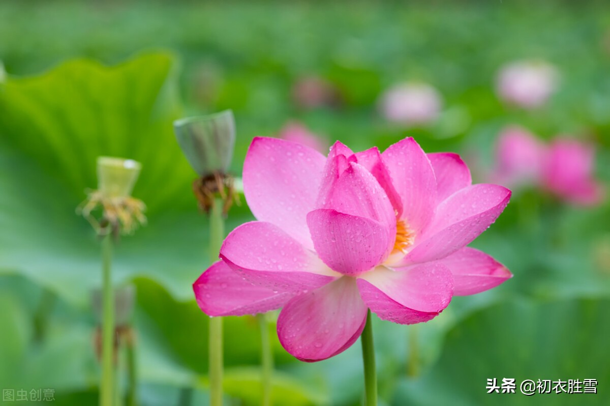 纳兰性德唯美荷花两首，一朵芙蓉著秋雨，并蒂莲花绾红妆