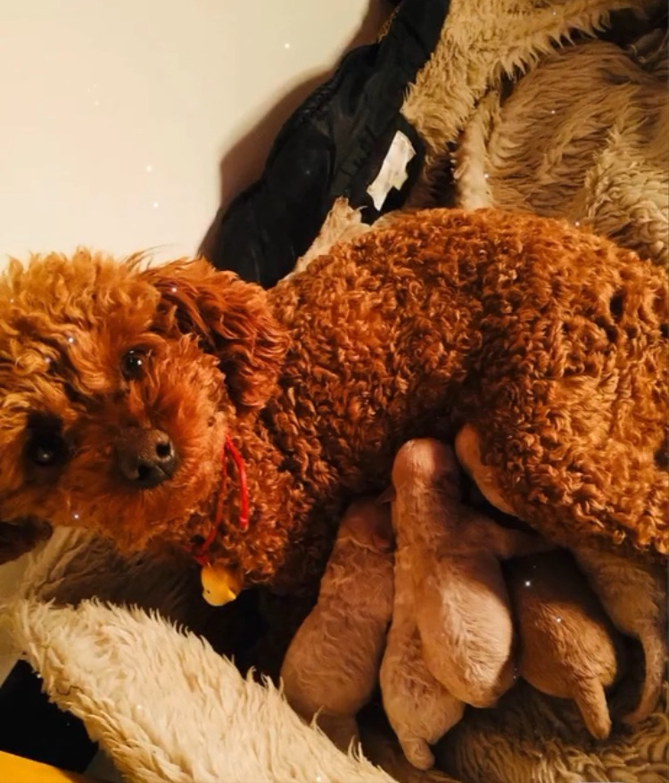 泰迪毛发褪色？别怕！教你应对攻略