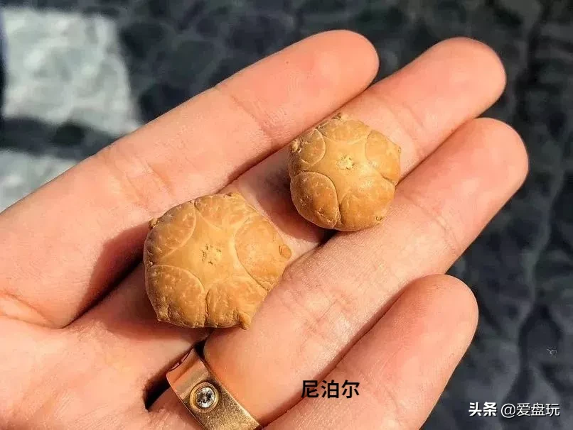 花了四位数,买了串凤眼,有人告诉我这是国产籽