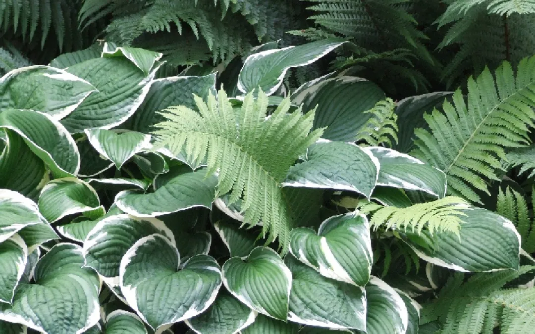 胭脂红景天(20款花境设计，你最爱哪款？（附植物配置清单）)