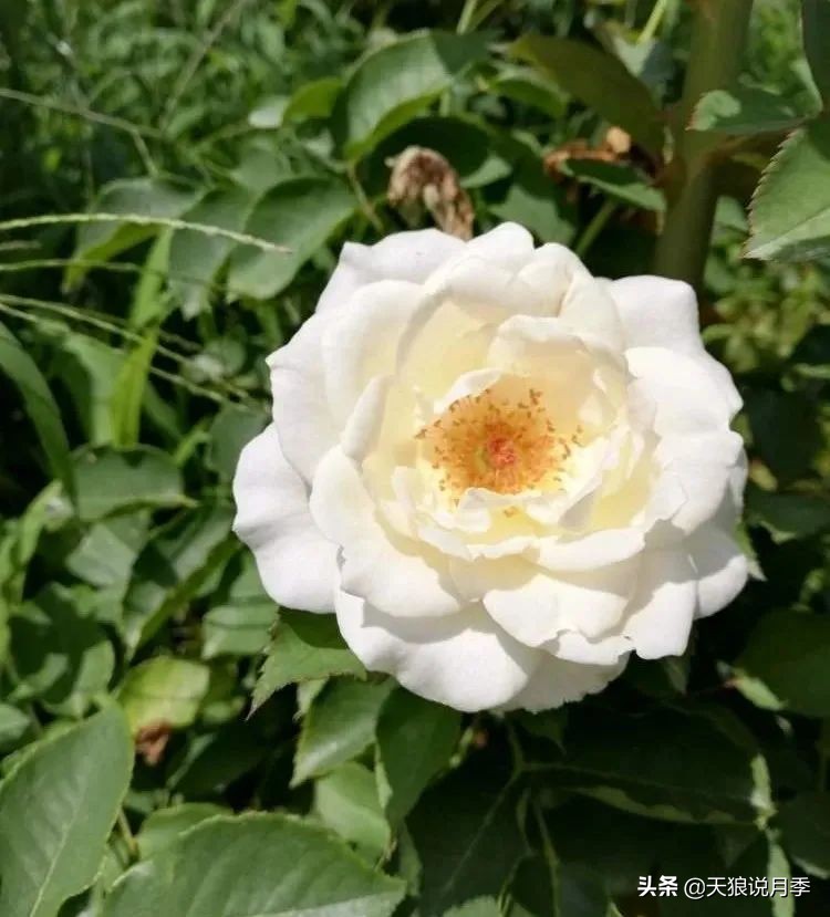 2020世界新品月季大赏，一起来看看都有哪些值得期待的新品种