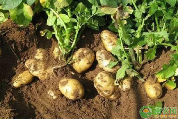 今日土豆价格多少钱一斤？12月17日土豆各产区行情走势汇总
