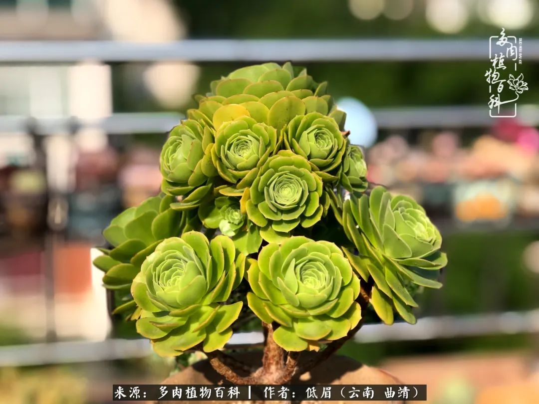 今夜深情表白：多肉植物百科，与君相识恨晚