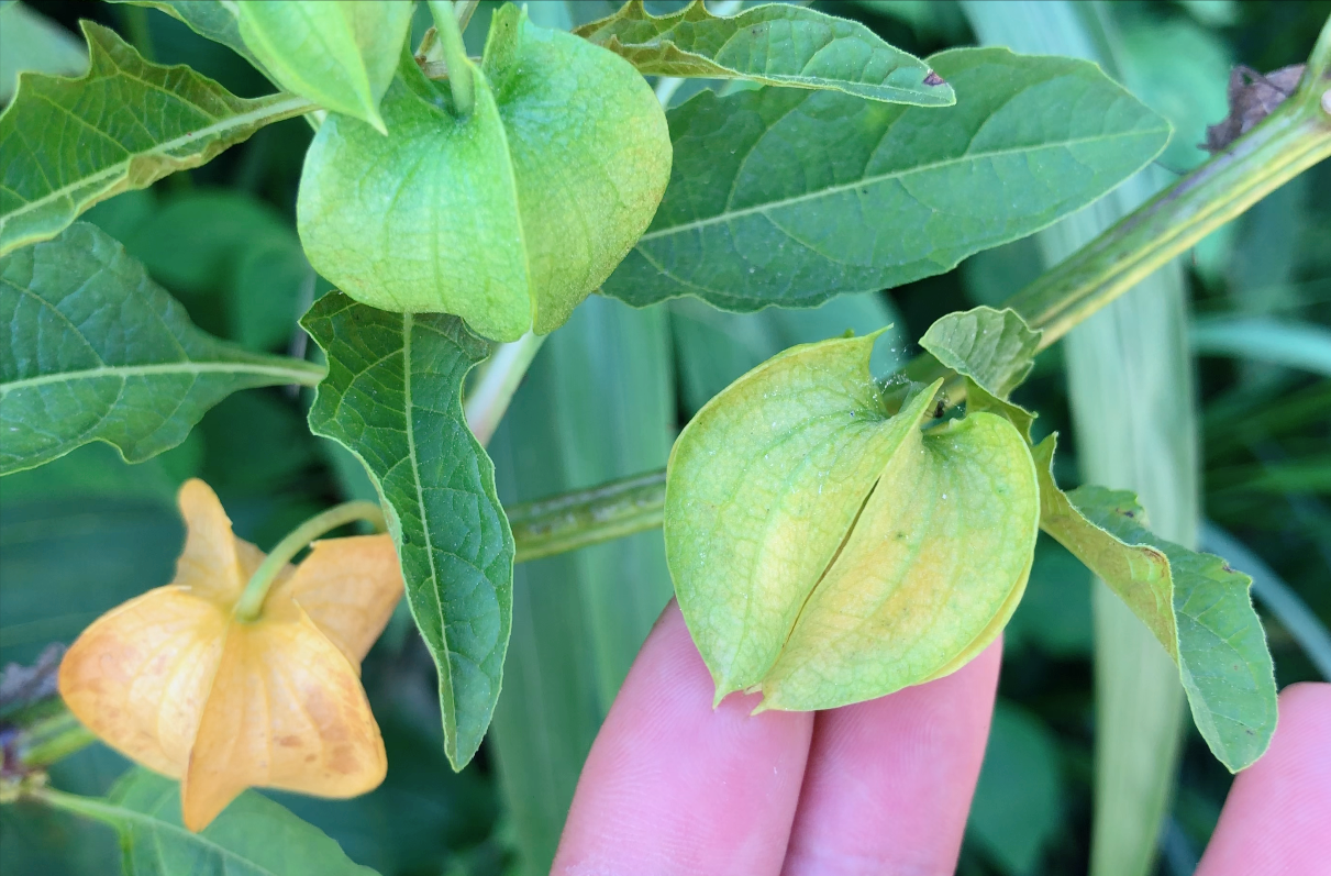 这就是冰粉树,籽是西南特色美食凉粉的原料,还有这种用途知道吗