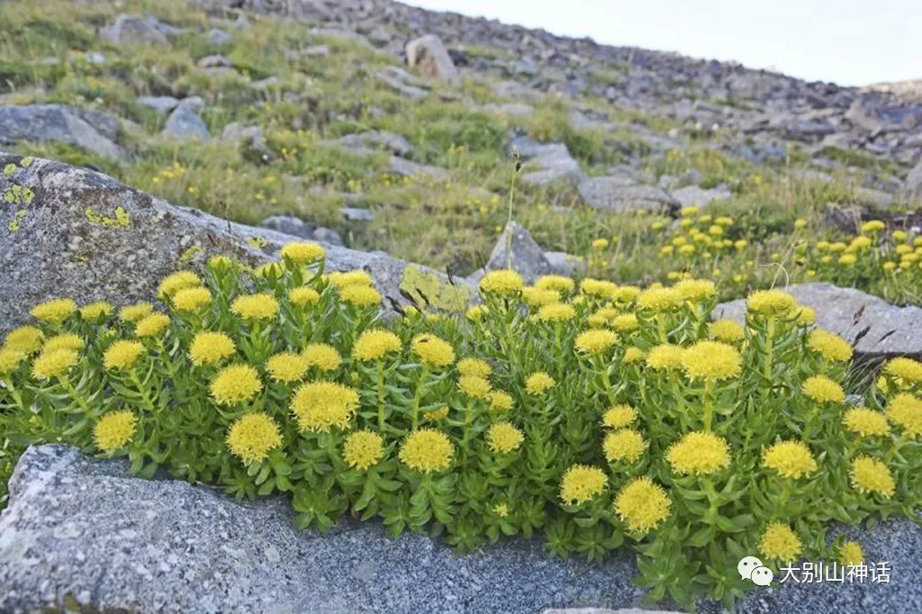 格言：春天里的一朵栀子花把我调戏