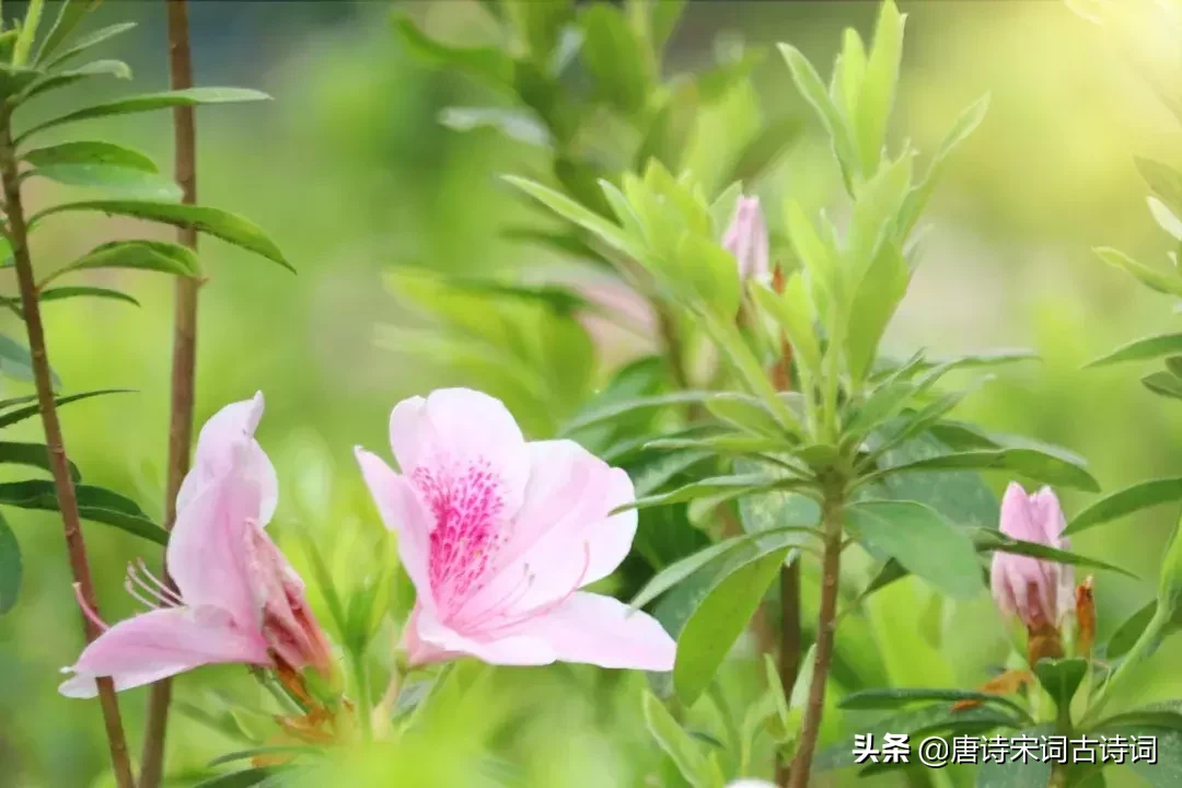 15种开在春天里的花,送给大家15种春天里的诗意