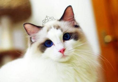 世界上智商最高的猫十大排名（高智商猫排名前十）-第6张图片-昕阳网
