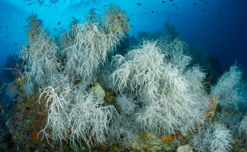 盘点地球上最长寿的10种动物，最后两种或可“永生”