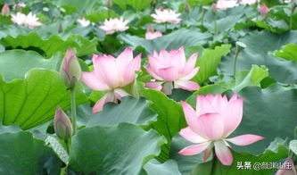 描写荷花诗词(38首)