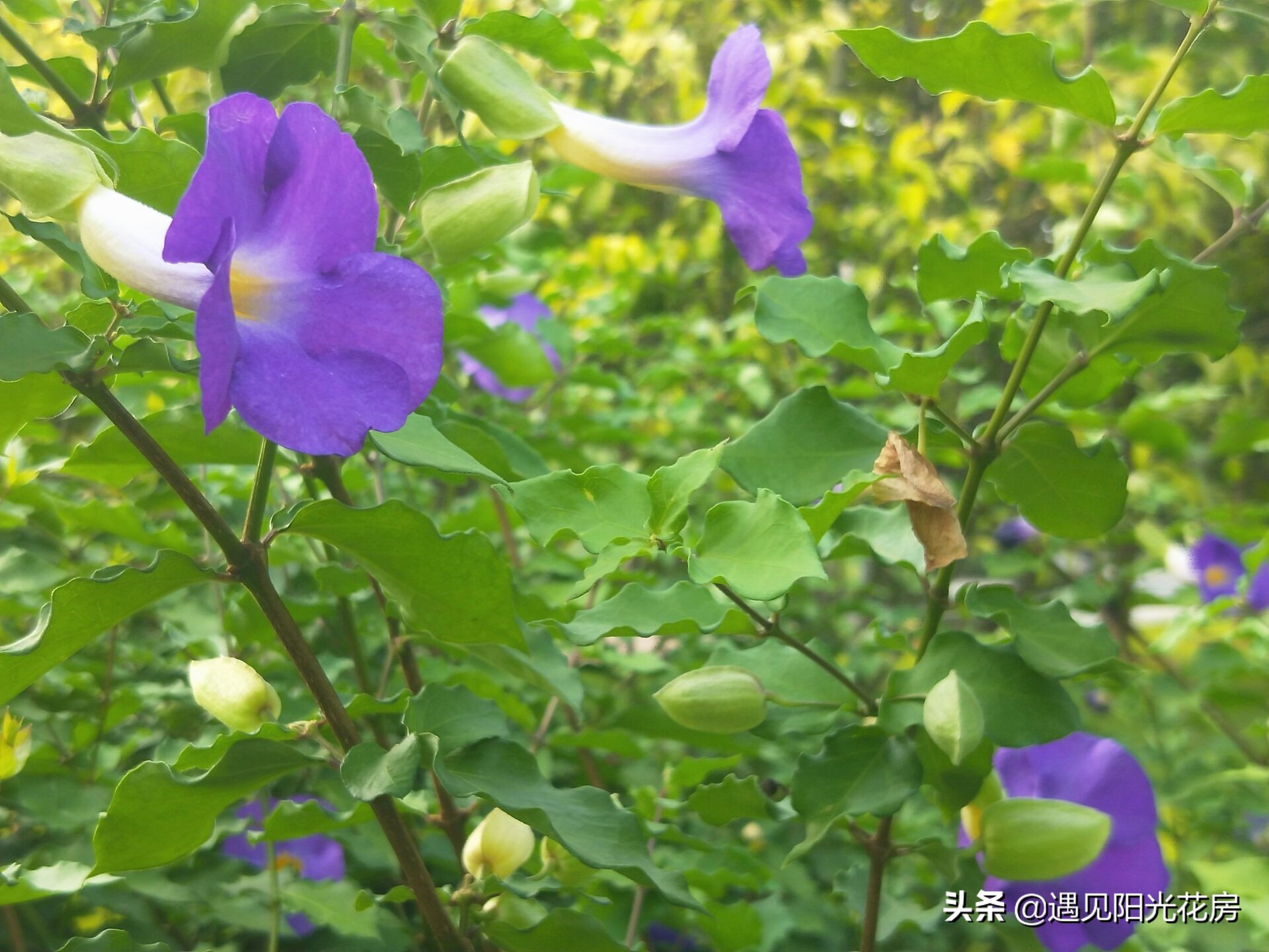 牵牛花花朵_牵牛花 开花
