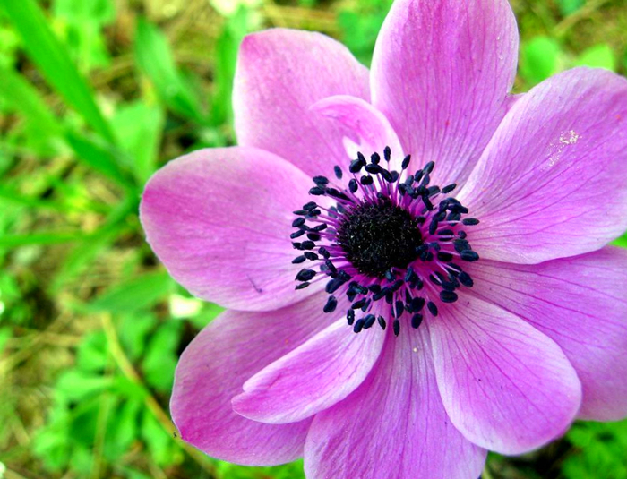 紫色系花草有哪些？这6种漂亮优雅的小紫花，你见过几个