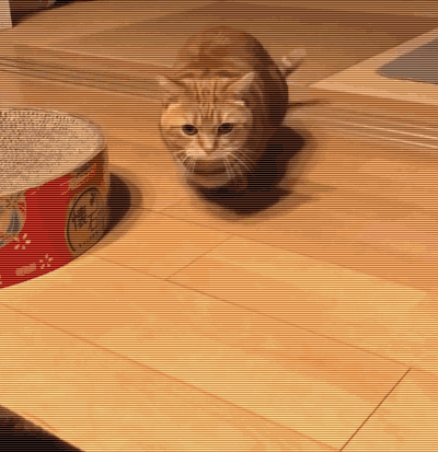 猫咪有这6种症状，请立马“驱虫”