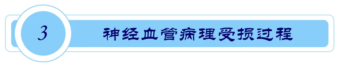 「直观明了」用图解释阿尔兹海默病的发病机制