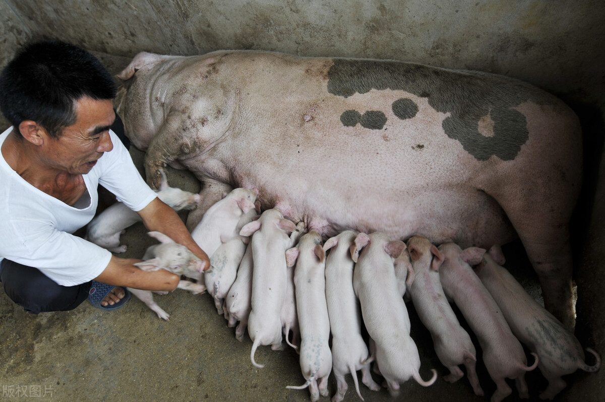 南方肥猪价格跌破每斤10元，不断创新低，养猪人又要淘汰母猪了？