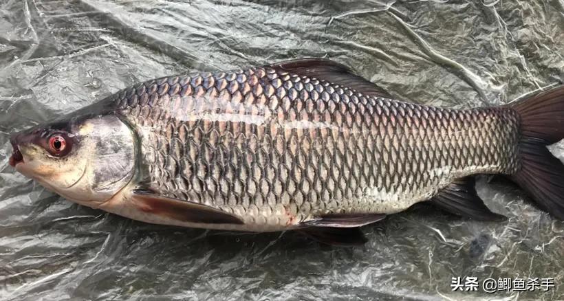 黑斑鱼图片(这12种鱼) - 赤虎壹号