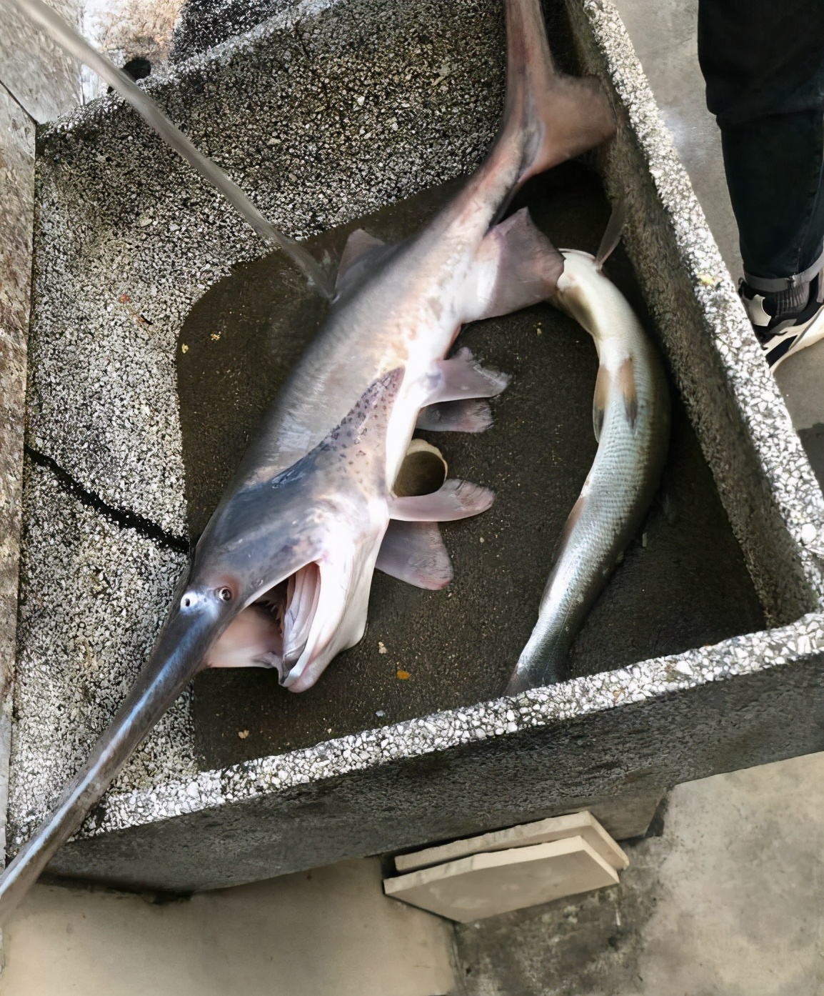 原来这是条"剑骨鱼"