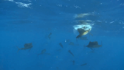 旗鱼剑鱼金枪鱼，为什么能游那么快？