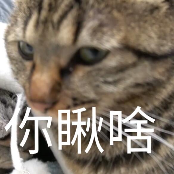 蒂姆嘟嘟tim猫品种(今天的猫猫也是元气满满呢)