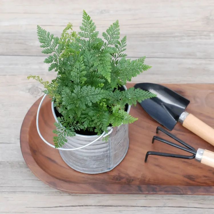 常见50种植物（50种常见的室内盆栽绿化植物）