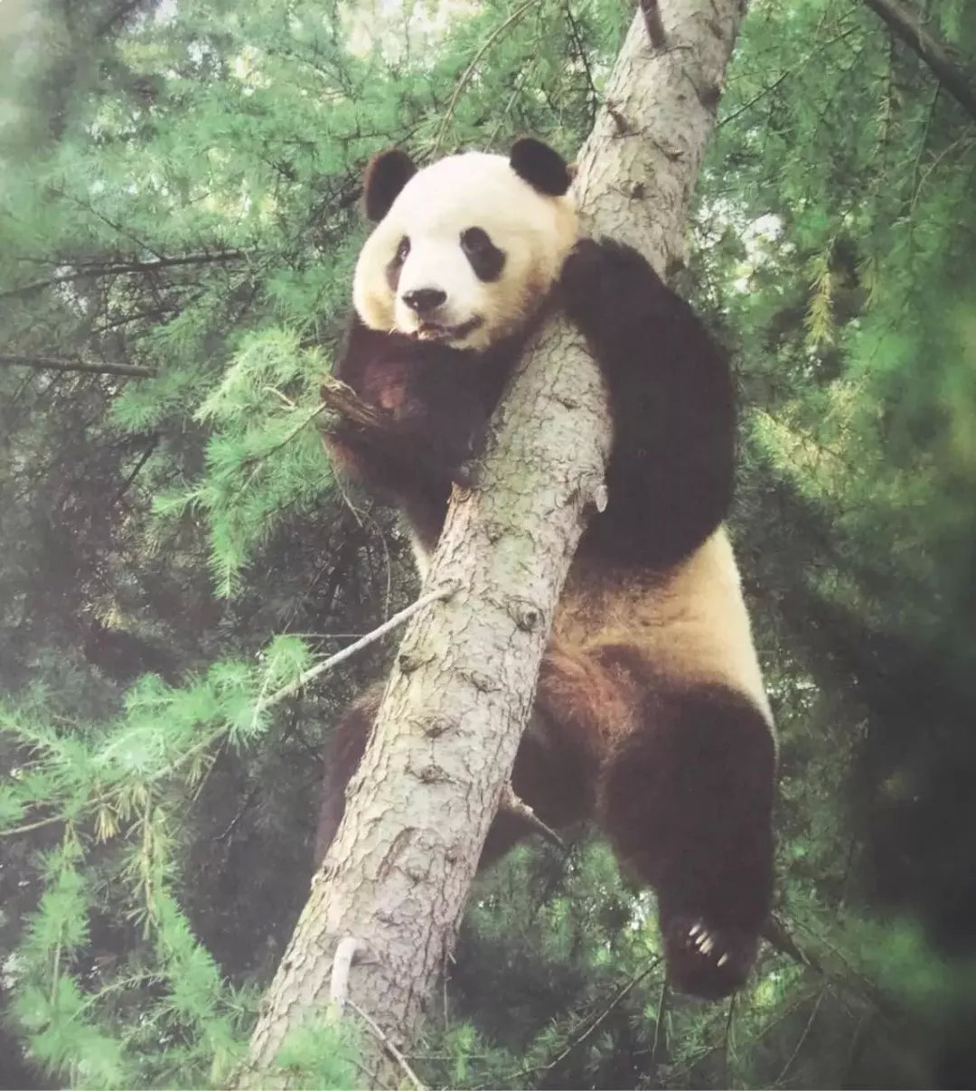 改革开放40周年 40只大熊猫带你看她们是如何萌倒全世界的