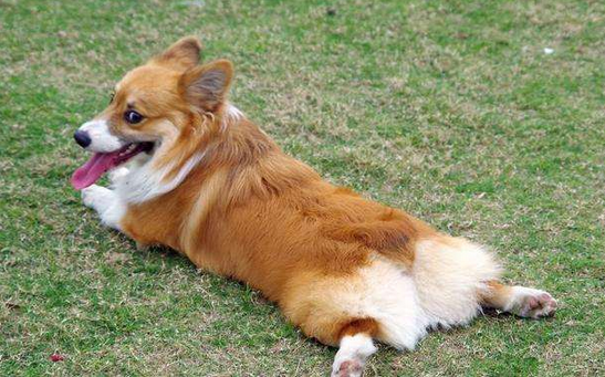 柯基犬多久挤一次“肛门腺”？应该怎么挤？