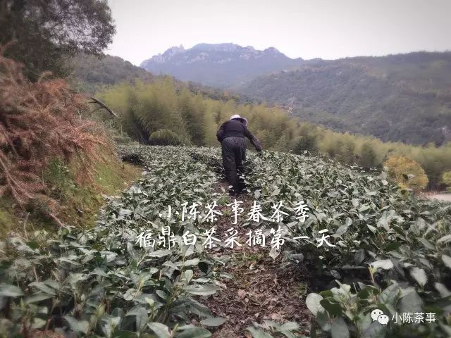 春茶季的朋友圈，尽是娇艳的少女，却忽视了主角，采茶的老阿姨们