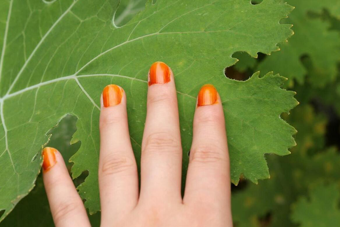 染指甲的指甲花是什么(凤仙花被人叫指甲花,因为它能染指甲?