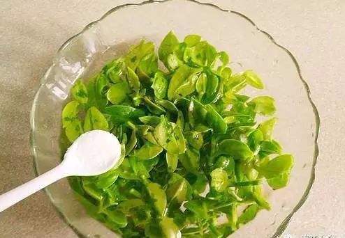 这个吊兰真稀奇,开花像牡丹,叶子还能炒菜