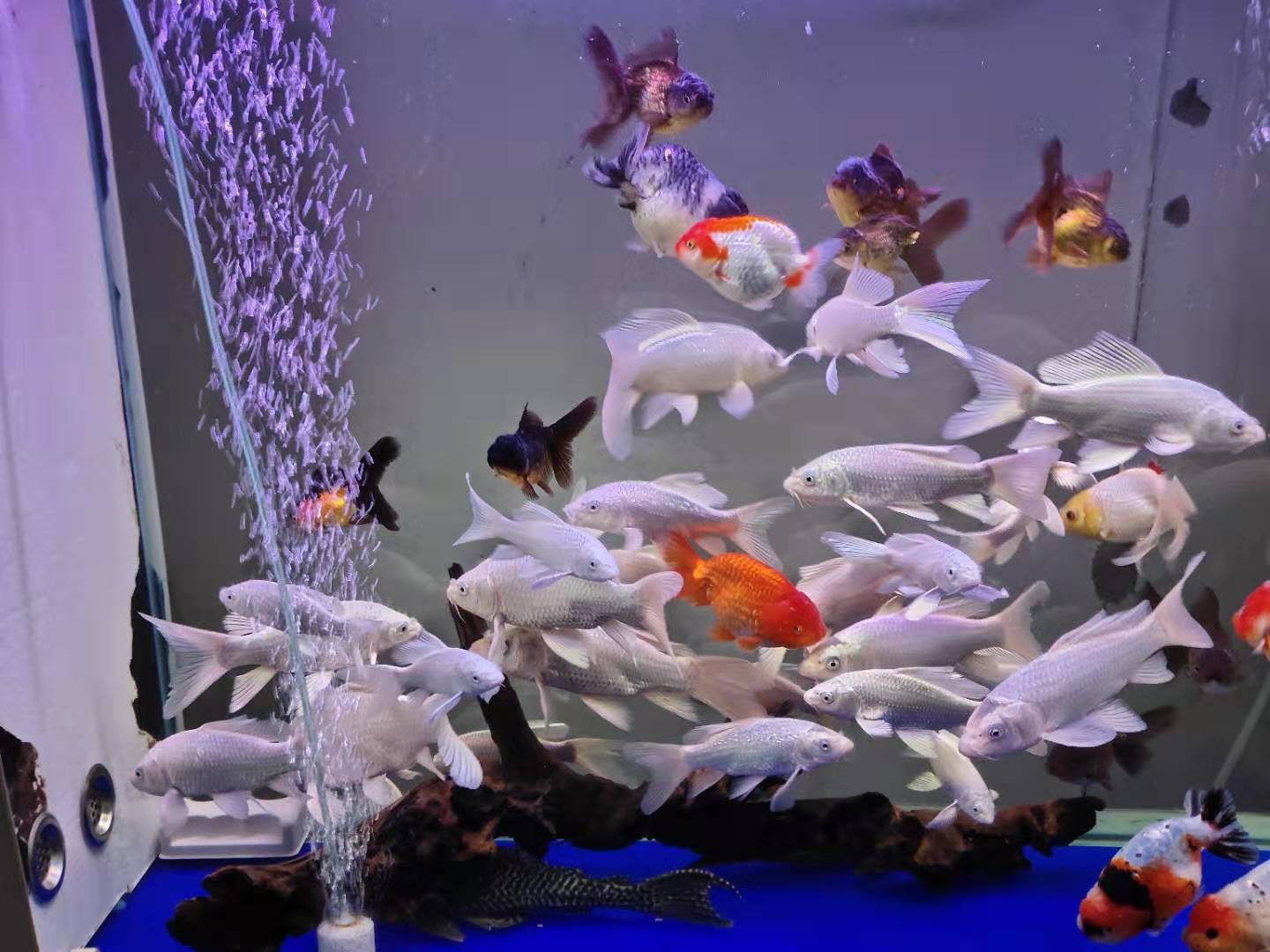 适当的死上几条鱼,给鱼缸里减减密,水质自然就会恢复,等到水质恢复到