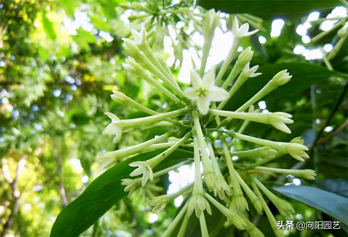 夜来香有毒吗 没有毒 只是花香味太浓 刺激鼻腔 影响睡眠 夜来香图片 佳辰