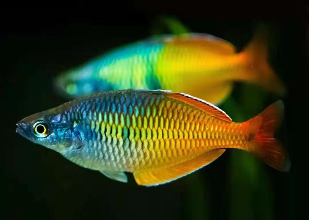澳洲彩虹鱼品种大全图片