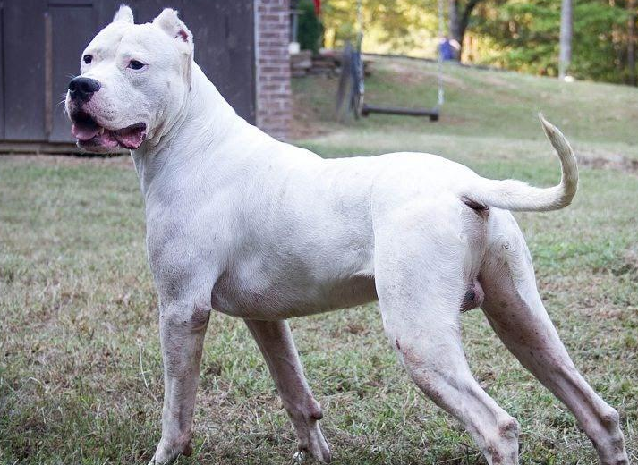 杜高犬真实图片